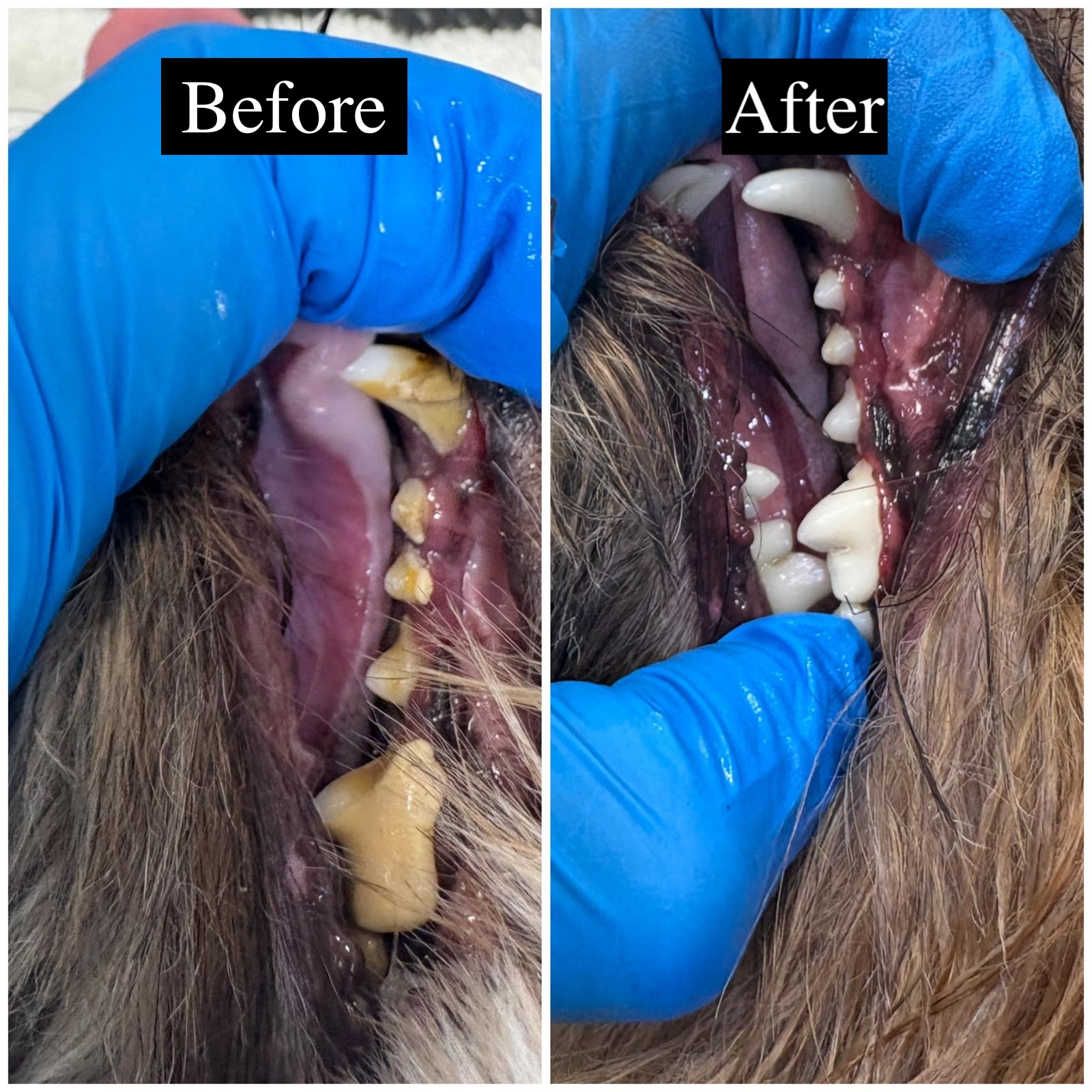 Pet at Relax Pets Spa Grooming — image 13